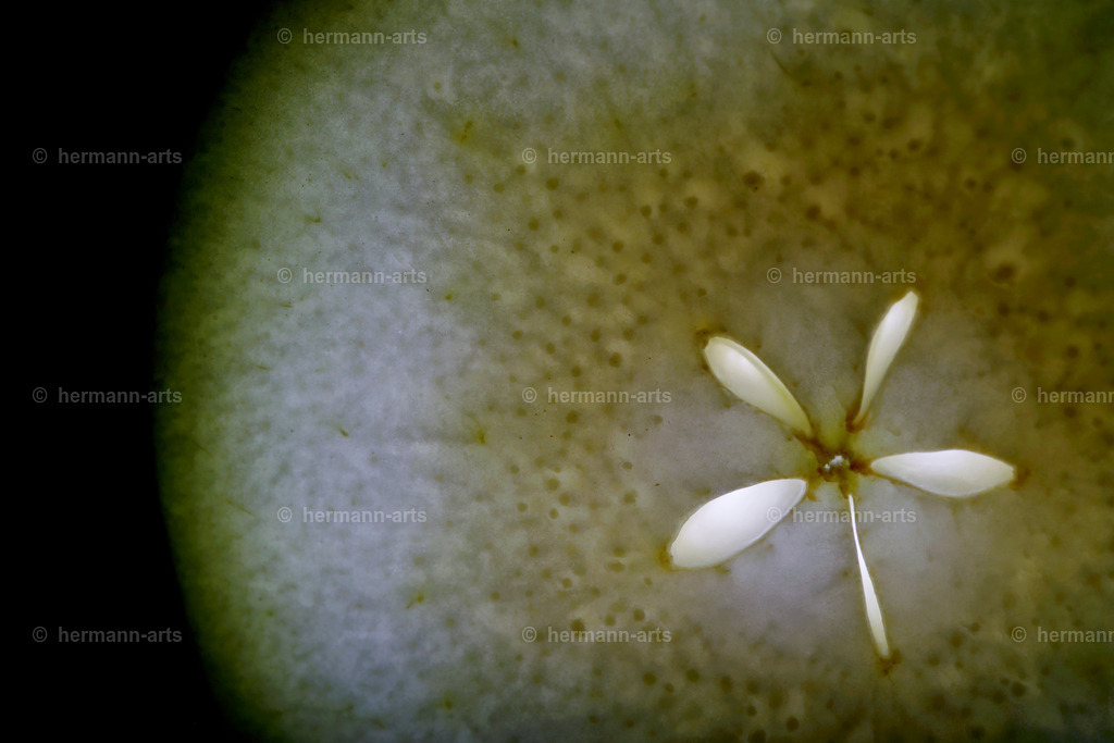 Fruits-Art-014 | Photo Foto Kunst Art schwarzweiss Bilder Rheine Münster Berlin Blumen 