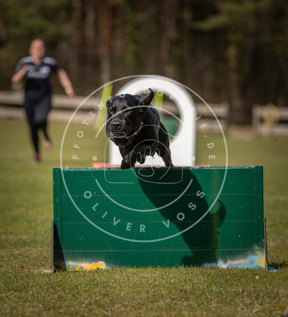 Pfotenfotografie_DV3A0491 | Hundefotografie, Tierfotograf, Pfotenfotografie, Fotoshooting Hund, Hunde Portrait, Hundesport, Hundeportraits, Heideshooting, Hunde, Sportfotograf, Hundefotograf, Turnierhundsport, THS,  - Realisiert mit Pictrs.com