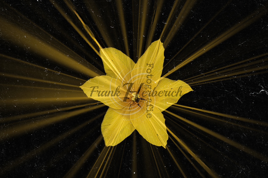 _X0A8769-Editbea | Frank Herberich Fotografie, Frank Herberich, Fotografie, Hochzeit, Portrait, St. Peter Ording, Ording, Westerhever, Nordsee, Frank Fotografie, Hardheim,  Odenwald,Walldürn, Band,Eventfotografie - Realisiert mit Pictrs.com