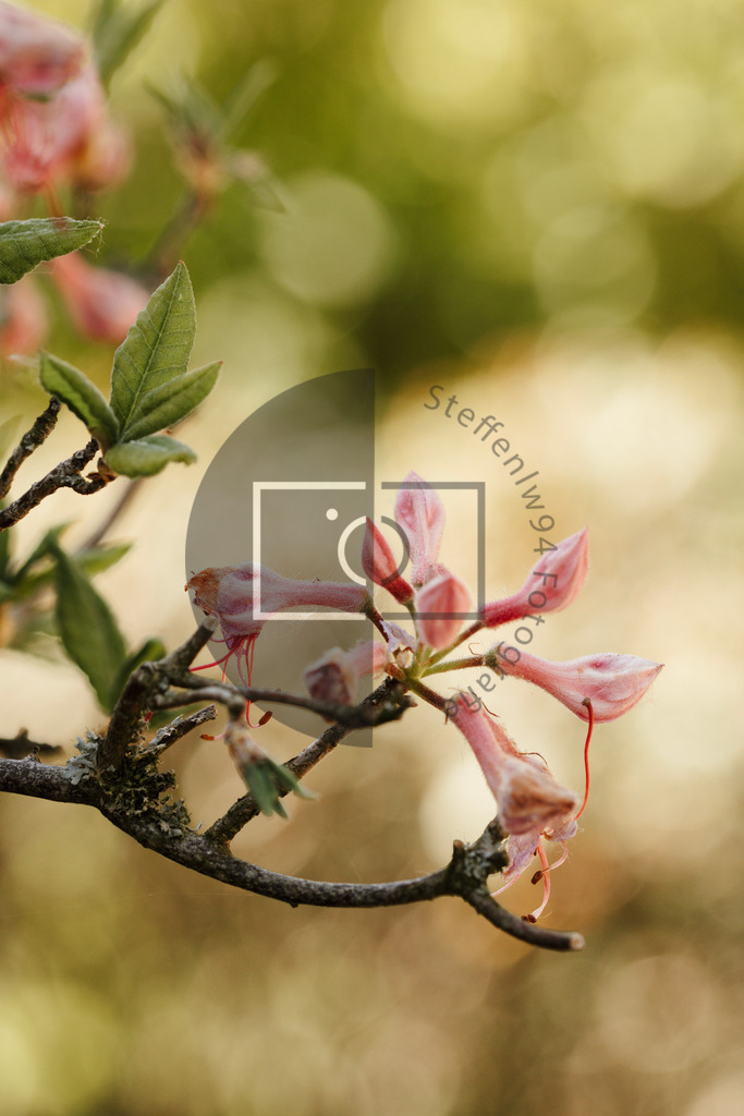 Wandbild Nahaufnahme der Azalee | Ich bin Fotograf und auf meiner Webseite hast du die Möglichkeit meine fotografie als Wandbilder druckfertig für dein Zuhause zu bestellten. - Realisiert mit Pictrs.com