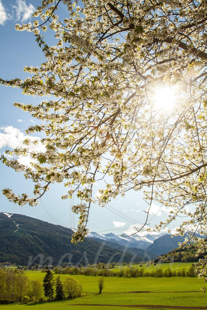 Blütenzauber Lungau | Bei Veröffentlichung des Bildes ist eine Namensnennung wie folgt erforderlich: Foto: Mostdirn Irmgard Wieser - Realisiert mit Pictrs.com