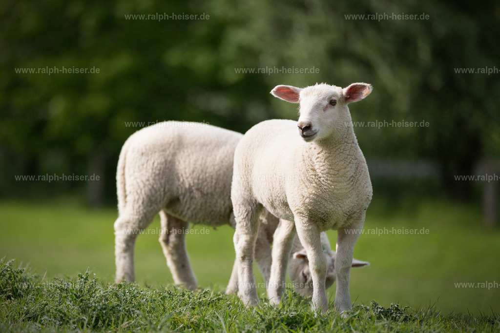 _MG_7226_01 | Wandbilder, Bilder, Fotograf in Marburg, Tierbilder, Wandfotos, Bilder Shop, Günstige Bilder, Schwarz-Weiß Bilder, Ralph Heiser