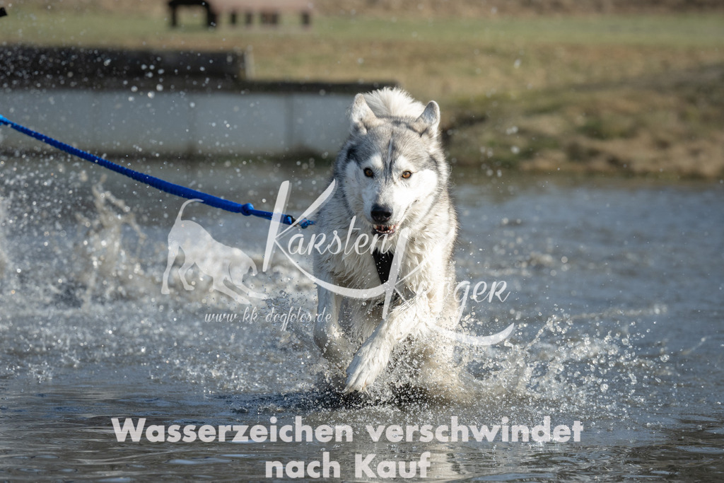 1354_ZZ98862 | kk-dogfotos