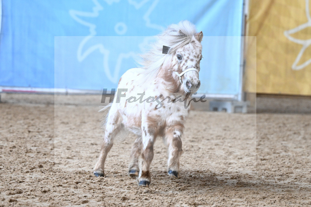 Kat-Nr. 18 Belis Nevada v. Napoleon_Hock_9260453 | hf-fotografie - Realisiert mit Pictrs.com