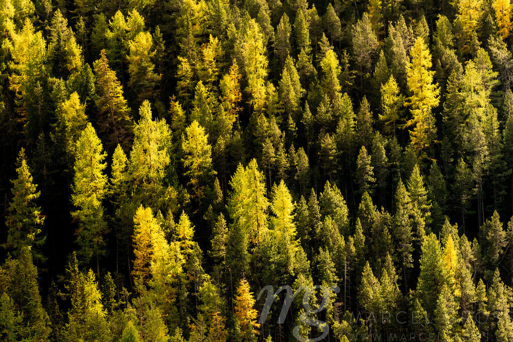 signs of fall | light on yellow colored larches in Swiss National Park - Realisiert mit Pictrs.com