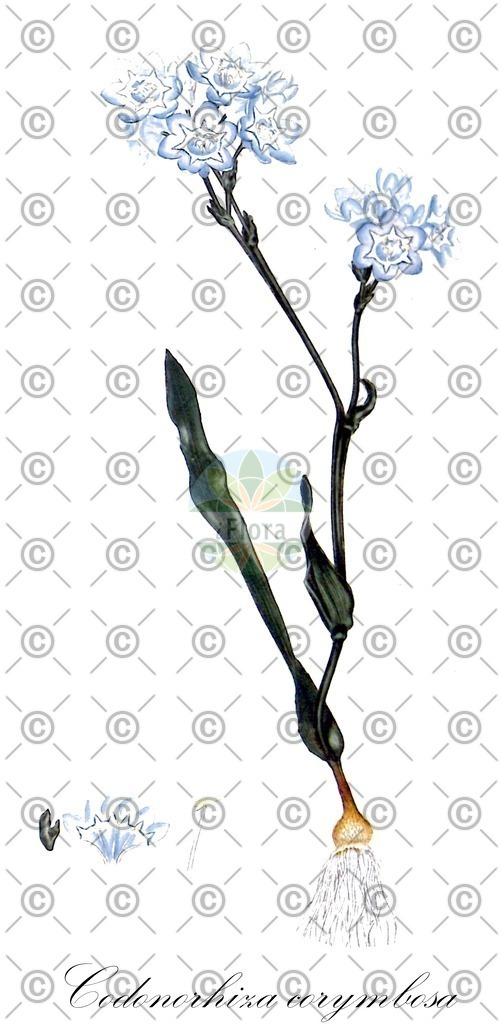 HistAbb_wfo-0000860334_1_ENZY_Simple | Historische Abbildung von Codonorhiza corymbosa - Iridaceae | Historical Illustration of Codonorhiza corymbosa - Iridaceae
