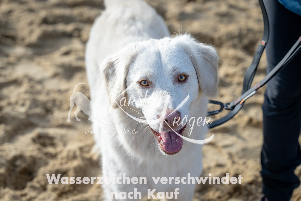 0950_ZZ92900 | kk-dogfotos