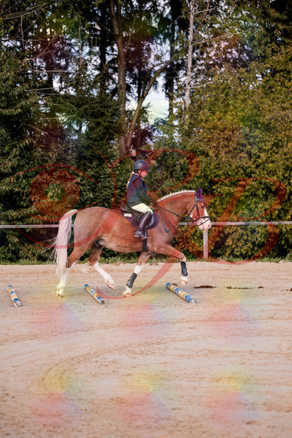 2026_10_03_Siefer-Hof_144417_Z81_17913868 | Professionelle Reitsport-, Turnier- und Eventfotografie von Robert Broda. Galerien mit ausgewählten und bearbeiteten Bildern direkt online ansehen und bestellen.