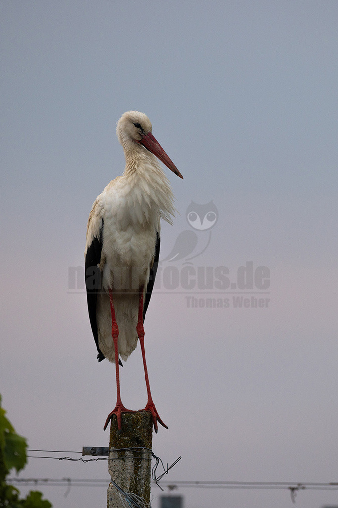 R5NF6309_20240512 | Der Weißstorch ist einer der bekanntesten und am besten erforschten Vögel hierzulande. Weltweit hat er eine hohe Symbolkraft, gilt unter anderem als Glücksbote und überbringt in der deutschen Folklore sogar Babys. Er brütet in offenen Kulturlandschaften und baut sein Nest häufig auf Schornsteinen, Dächern oder Kirchtürmen. Häufig sieht man ihn im ruhigen Segelflug hoch am Himmel kreisen. Im Winter zieht er nach Afrika. - Realisiert mit Pictrs.com