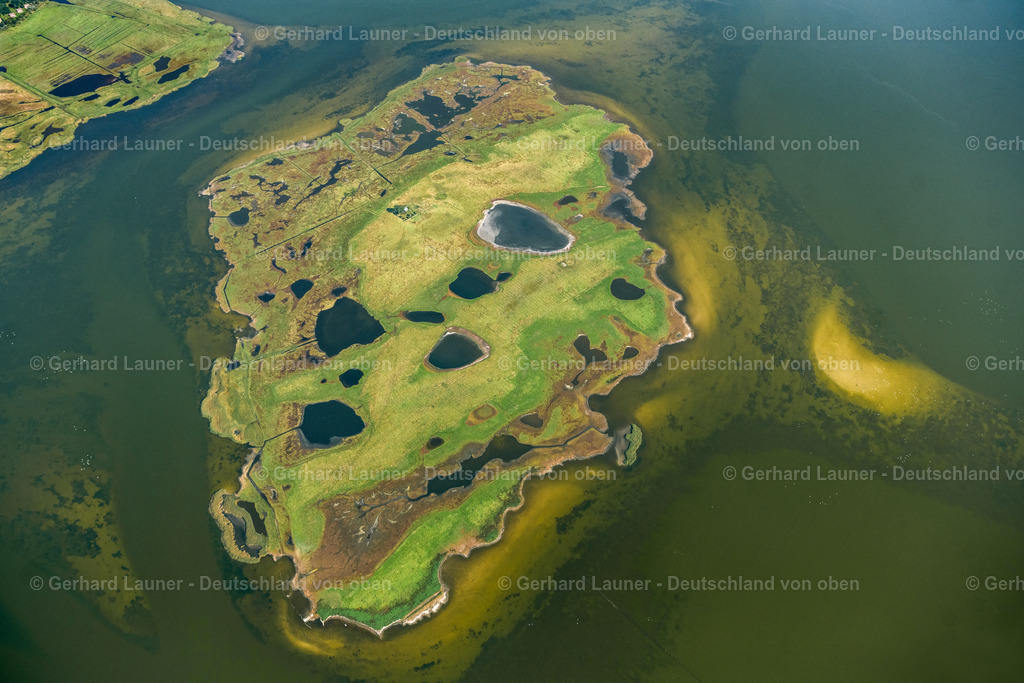 4061785 | Oie, Nationalpark Vorpommersche Boddenlandschaft, ZINGST 08.09.2021 Salzgrasland -Insel und Vogelschutz -Gebiet in Zingst im Bundesland Mecklenburg-Vorpommern. // Salt grassland island and protection of birds area in Zingst in the federal state Mecklenburg-West Pomerania. Foto: Gerhard Launer