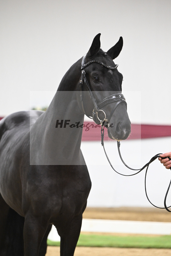 Kat-Nr. 141 Toto jr. x Secret_Bettina Kraft-Pfefferle_47254708 | hf-fotografie - Realisiert mit Pictrs.com