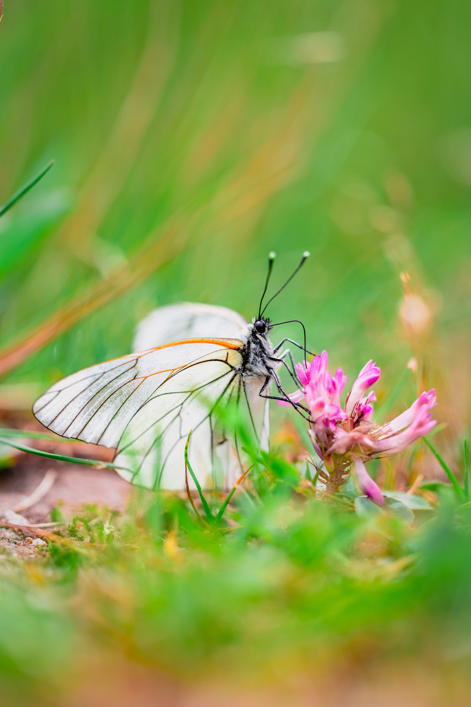Baum-Weißling auf einer Blüte | Ein Schmetterling auf einer Blüte im Gras.