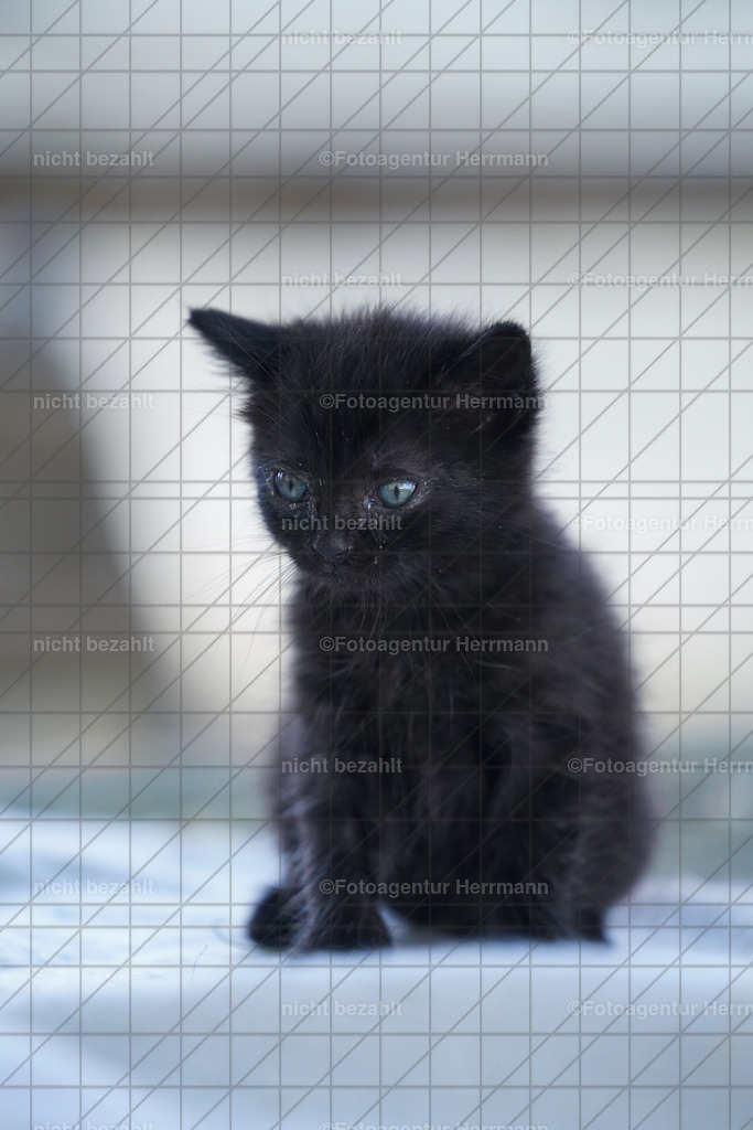 20230528-FAH00534 | Trakehner Championat 2023, bayern, RC Steinsee, Gut Niederseeon, Turnierbilder, reitsportfotograf, Buschreiter, Fotoagentur Herrmann, Turnierfotografen Bayern, Geländeprüfung, Reitturnierfotograf, Bilder Turnier Moosach