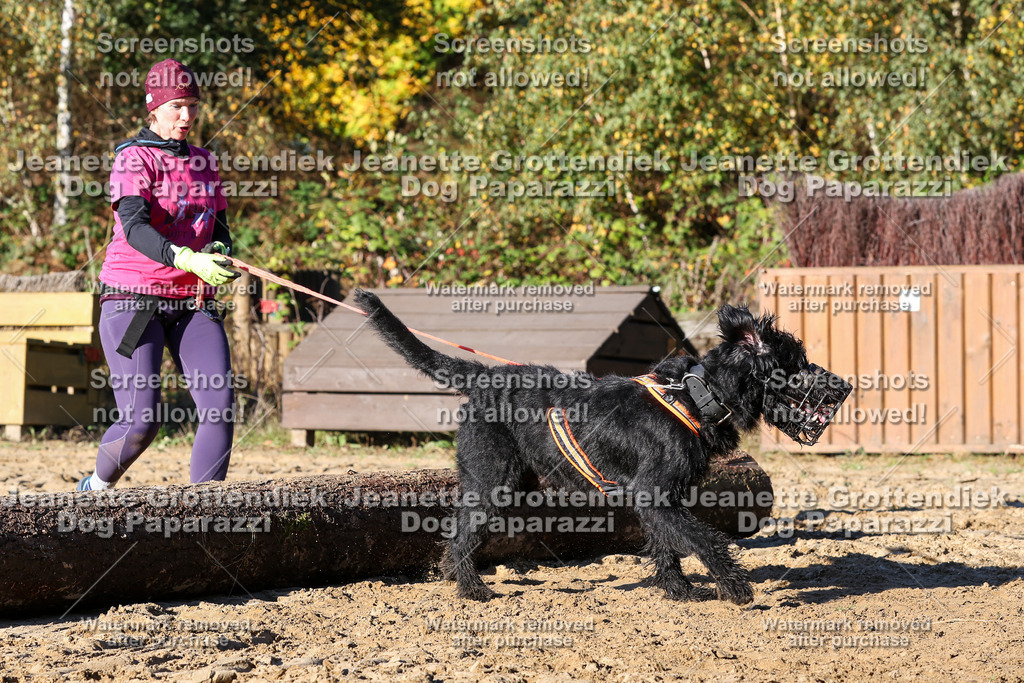 Dog Paparazzi - Strongdog 10-25-1657 | Dog Paparazzi Jeanette Grottendiek Fotografie & Videografie - Realisiert mit Pictrs.com