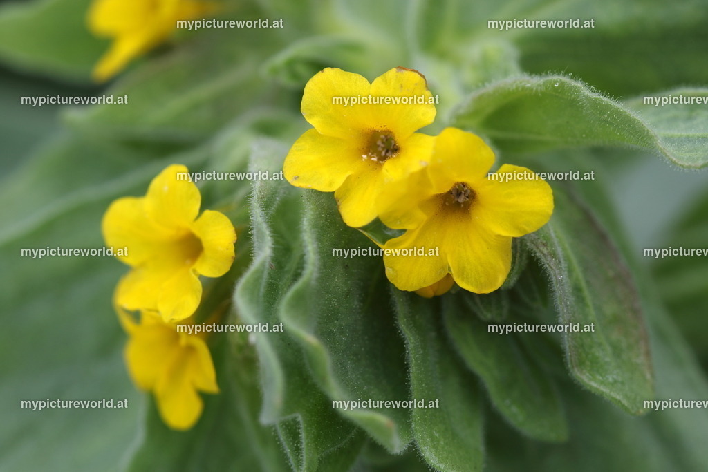 Schminkwurz-001 | Das Bilderarchiv über Tiere, Planzen und Landschaften. In der Bilddatenbank finden Sie ein große Auswahl an hochwertigen Bilder für Ihre Werbung - Realized with Pictrs.com