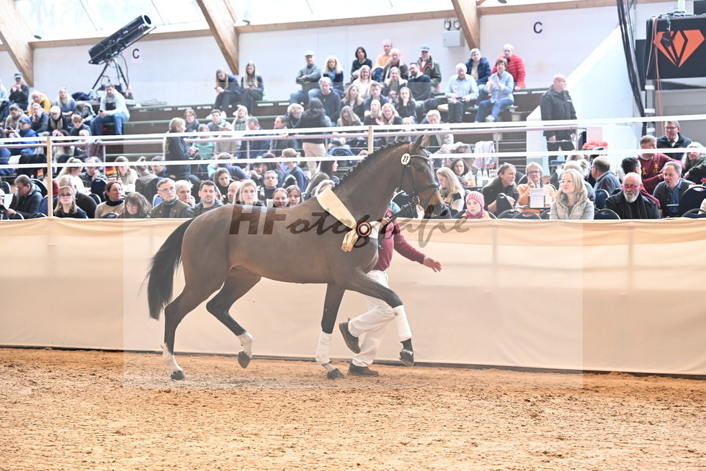 Kat.-Nr. 27 v. Martini VDL_Schadock_3265295 | hf-fotografie - Realizzato con Pictrs.com