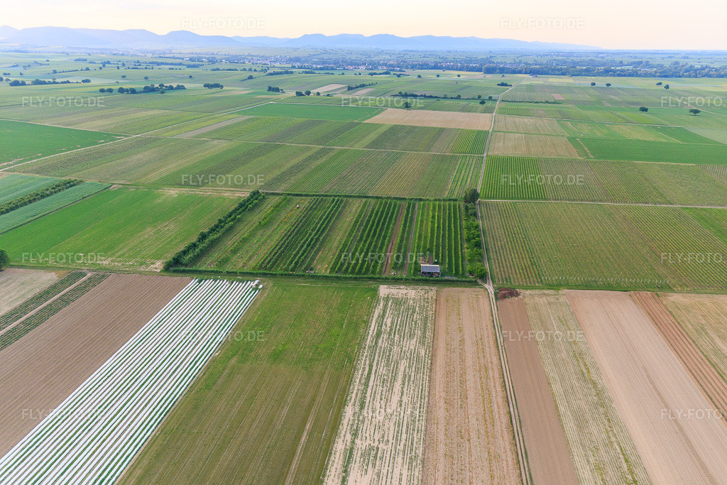 Luftbild: Eier-Meier's Obstplantage im Ortsteil Mühlhofen in Billigheim-Ingenheim im Bundesland Rheinland-Pfalz in Deutschland. Foto: IMG_100570.jpg vom 01.06.2017 durch Werner Riehm/FLY-FOTO.de