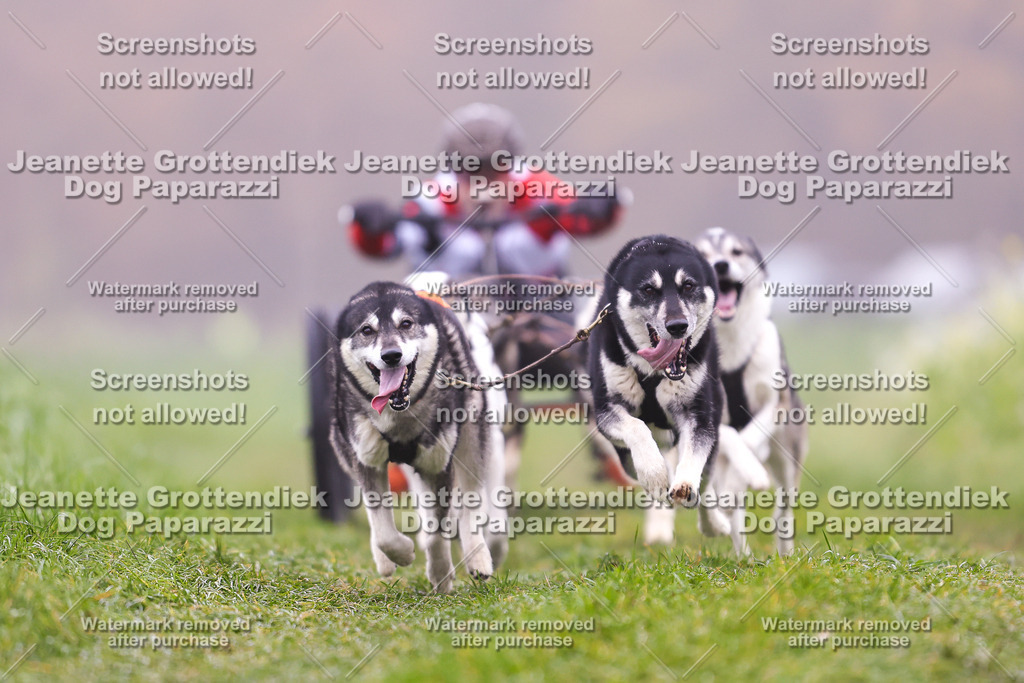 Dog Paparazzi - Visbeck 25 -32 | Dog Paparazzi Jeanette Grottendiek Fotografie & Videografie - Realisiert mit Pictrs.com