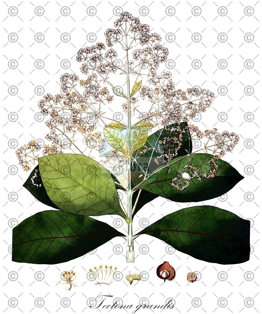 HistAbb_wfo-0000411015_1_ENZY_Simple | Historische Abbildung von Tectona grandis - Lamiaceae (Echter Teakbaum;Echter Teakholzbaum) | Historical Illustration of Tectona grandis - Lamiaceae