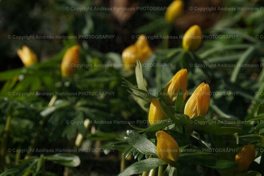 Winterlinge | Winterlinge - Realisiert mit Pictrs.com