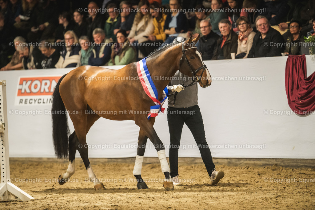 20240302_Hengstvorstellung_Marbach_TOMsPiC_0469 | equistock