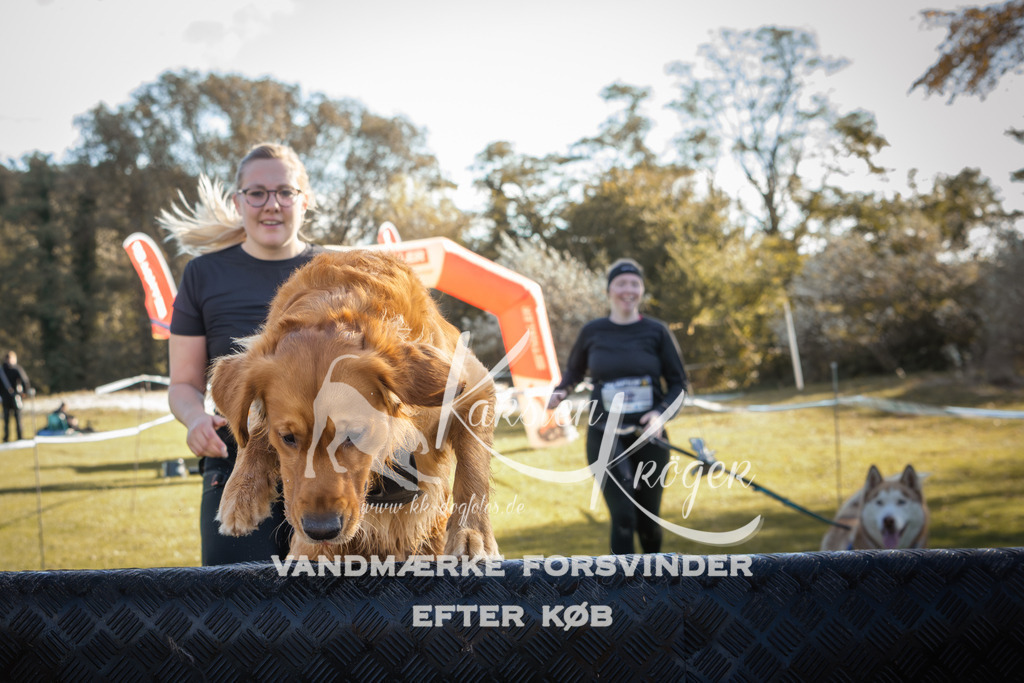 1229_ZZ96585-2 | kk-dogfotos