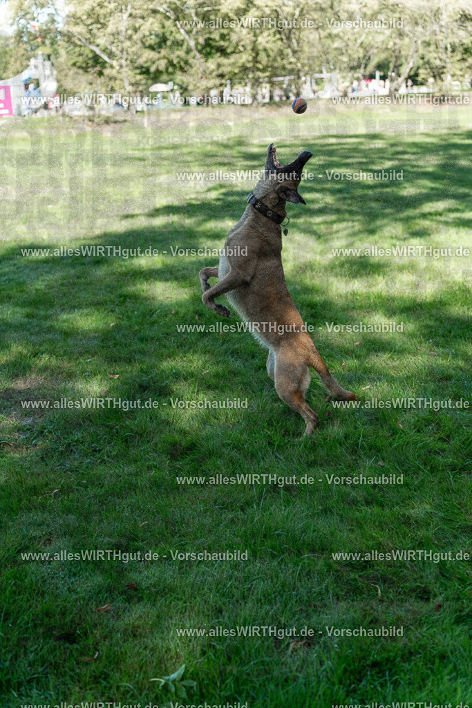 Hundeschwimmen_Volksbad_2026-allesWIRTHgut_Tierfotografie-2609061148-105818-7R509943 | Professionelle Tierfotografie in Mönchengladbach von Daniel Wirth (allesWIRTHgut). Liebevolle & natürliche Bilder von Hunden & Katzen für unvergessliche Erinnerungen.