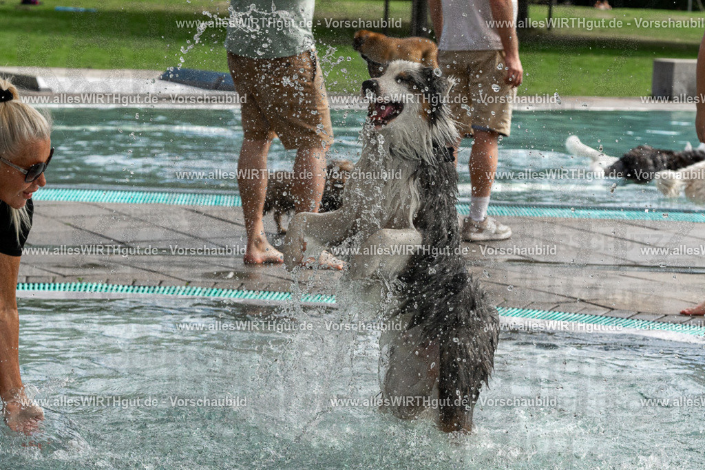 Hundeschwimmen_Volksbad_2026-allesWIRTHgut_Tierfotografie-2609061512-FAY07145 | Professionelle Tierfotografie in Mönchengladbach von Daniel Wirth (allesWIRTHgut). Liebevolle & natürliche Bilder von Hunden & Katzen für unvergessliche Erinnerungen.