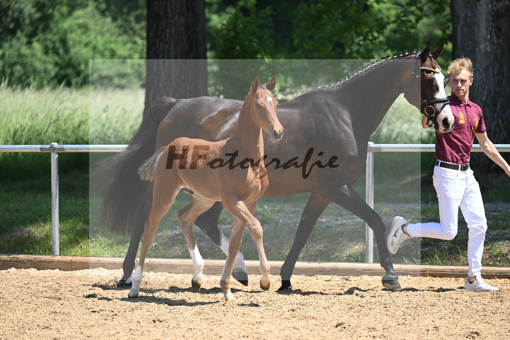 Kat-Nr. 24 HF Baggio_Schindele_14230576 | hf-fotografie - Realisiert mit Pictrs.com