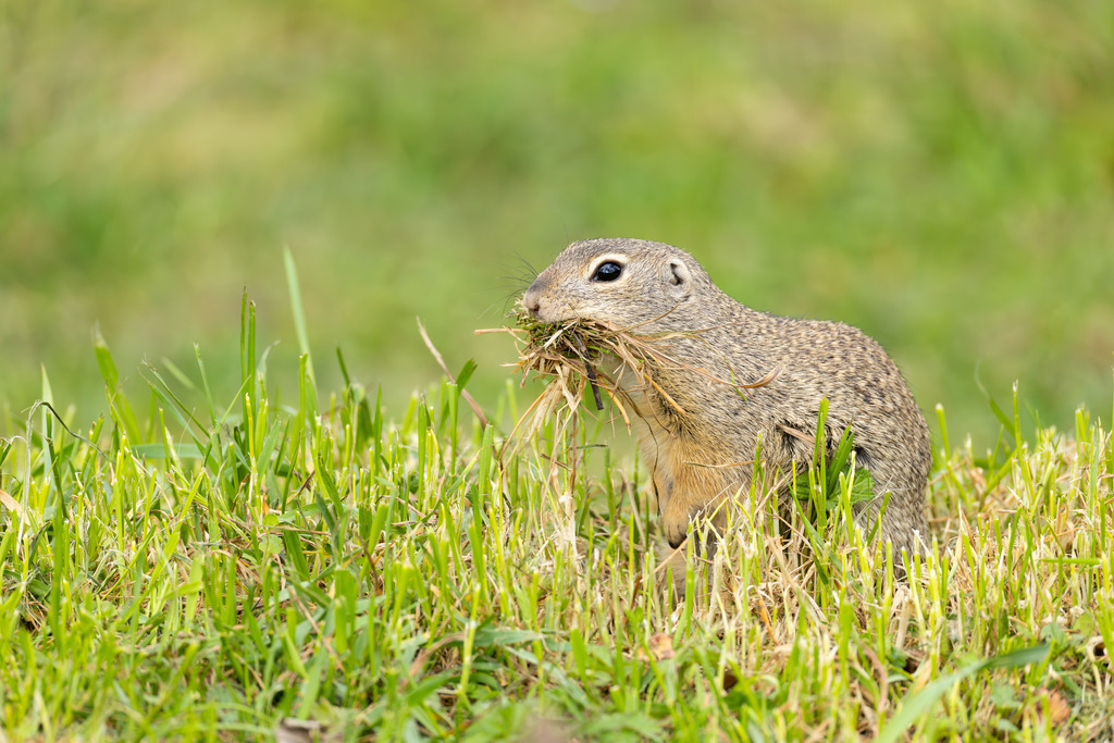 Das Ziesel | Das Ziesel (Spermophilus citellus), auch Europäisches Ziesel genannt, gehört zur Familie der Hörnchen, zu der auch das heimische Eichhörnchen und das Murmeltier zählen. Es ist ein faszinierender, wärmeliebender Kleinsäuger, dessen Lebensweise perfekt an die karge Umgebung offener Grassteppen und kurzrasiger Wiesen angepasst ist. Trotz seiner geringen Größe spielt das Ziesel eine wichtige Rolle in seinem Ökosystem und hat eine wechselhafte Geschichte im Verhältnis zum Menschen hinter sich. - Realisiert mit Pictrs.com