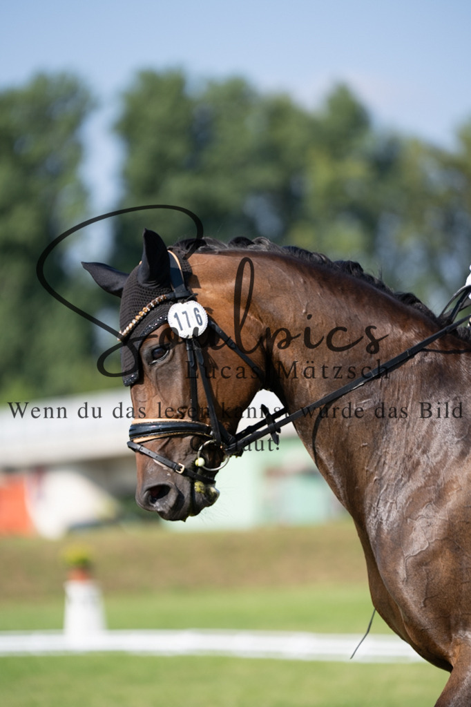 A7V09392 | Pferdefotograf