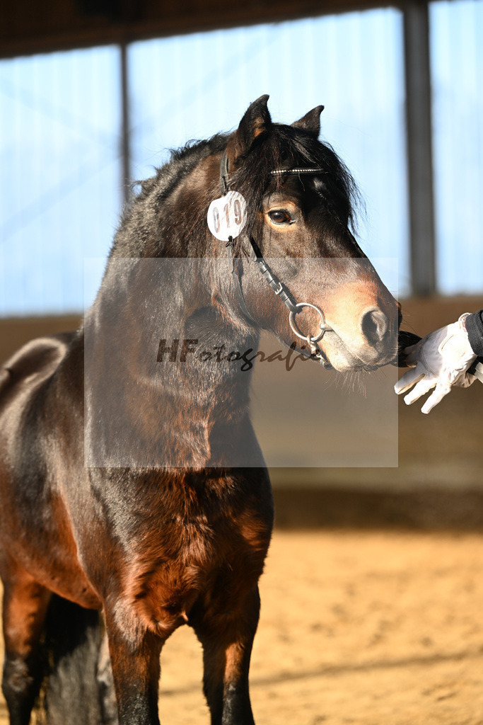Kat-Nr. 19 Hells Hadrian v. Hells Bells_Guenthner_49250815 | hf-fotografie - Realisiert mit Pictrs.com