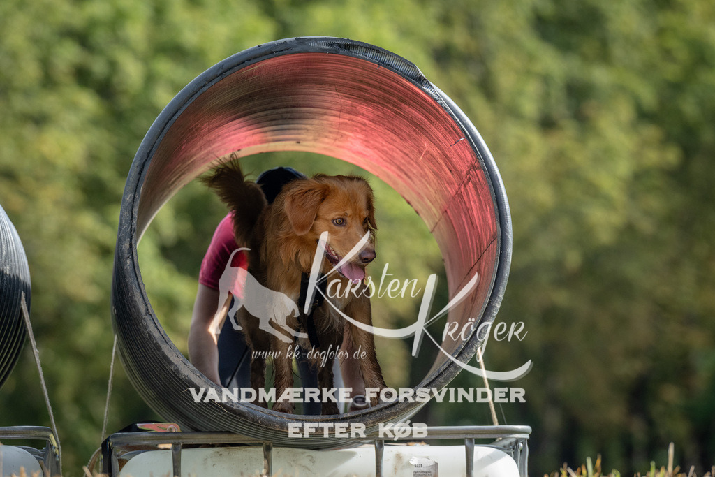 1040_ZZ92795 | kk-dogfotos