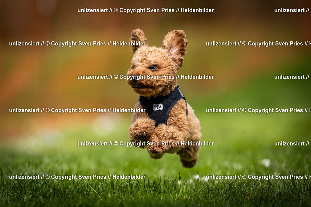 Sven Pries | 2025-04-13 - Hunderennen Baden-Baden - Realisiert mit Pictrs.com