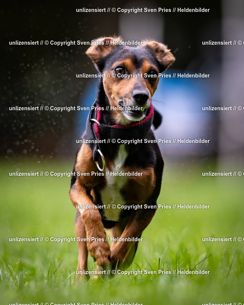 Sven Pries | 2024-10-19 - Hunderennen Ober-Grombach - Realisiert mit Pictrs.com