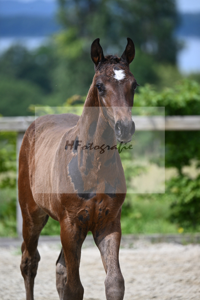 Chubakko x For Keeps_HF_Zuchthof Meindl_19240169 | hf-fotografie - Realisiert mit Pictrs.com