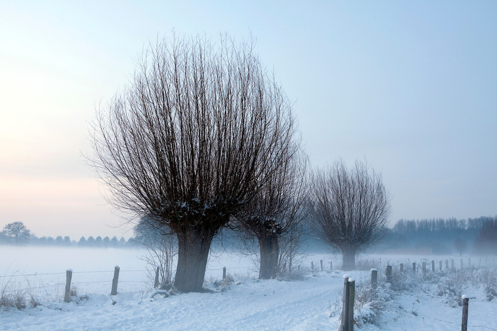 100107-051 | Europa, DEU, Deutschland, Nordrhein Westfalen, NRW, Rheinland, Niederrhein, Krefeld, Naturschutzgebiet Huelser Bruch, Winter, Schnee, Baeume, Typische Kopfweiden, Abenddaemmerung, Nebel, Dunst, Kategorien und Themen, Natur, Umwelt, Landschaft, Jahreszeiten, Stimmungen, Landschaftsfotografie, Landschaften, Landschaftsphoto, Landschaftsphotographie, Naturschutz, Naturschutzgebiete, Landschaftsschutz, Biotop, Biotope, Landschaftsschutzgebiete, Landschaftsschutzgebiet, Oekologie, Oekologisch, Typisch, Landschaftstypisch, Landschaftspflege

[Fuer die Nutzung gelten die jeweils gueltigen Allgemeinen Liefer-und Geschaeftsbedingungen. Nutzung nur gegen Verwendungsmeldung und Nachweis. Download der AGB unter http://www.image-box.com oder werden auf Anfrage zugesendet. Freigabe ist vorher erforderlich. Jede Nutzung des Fotos ist honorarpflichtig gemaess derzeit gueltiger MFM Liste - Kontakt, Uwe Schmid-Fotografie, Duisburg, Tel. (+49).2065.677997, 
archiv@image-box.com, www.image-box.com] - Realisiert mit Pictrs.com