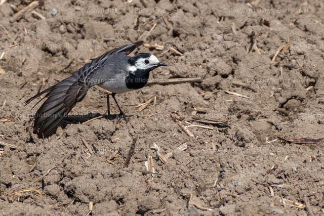 201711 | Tierfotografie, Tierkalender, Tierbilder, Insekten, Spinnen, Vögel, Schmetterling, Libellen, Leinwand, Colorkey, Qualität, Geschenkartikel, Geschenk - Realisiert mit Pictrs.com