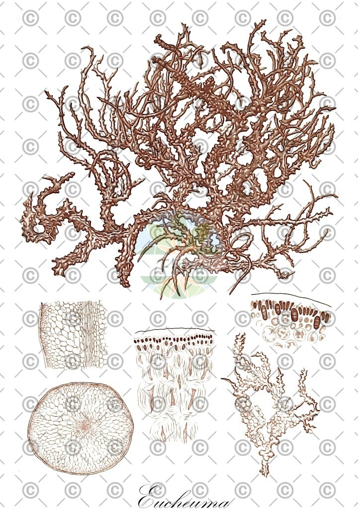 HistAbb_wfo-0000087165_1_ENZY_Simple | Historische Abbildung von Eucheuma - Solieriaceae (0) | Historical Illustration of Eucheuma - Solieriaceae (0)