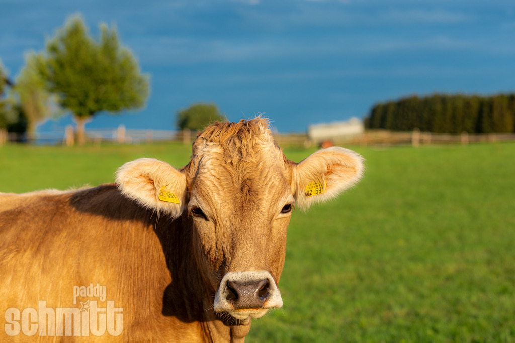 PS-Tiere-2026-22 | Entdecke die größte Bildgalerie der Region mit Fotografien aus dem Allgäu, der Bodenseeregion, Oberschwaben, dem Donautal und der Schwäbischen Alb. Landschaften, Luftaufnahmen und Reisefotografie als Wandbild und Fotokunst. - Realisiert mit Pictrs.com