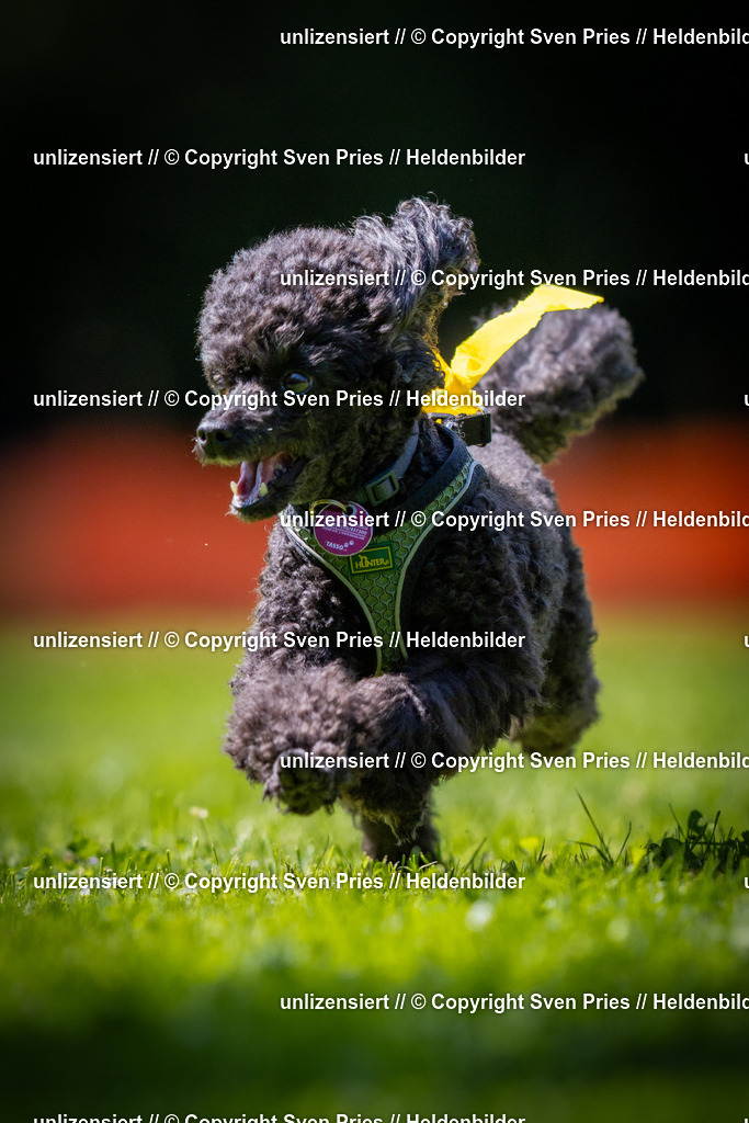 Sven Pries | 2025-08-10 - Hunderennen Durlach - Realisiert mit Pictrs.com