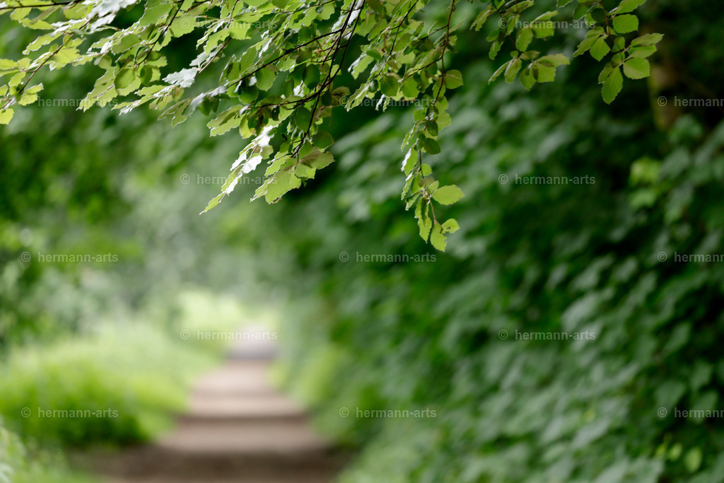 Nature-Arts-007 | Photo Foto Kunst Art schwarzweiss Bilder Rheine Münster Berlin Blumen 