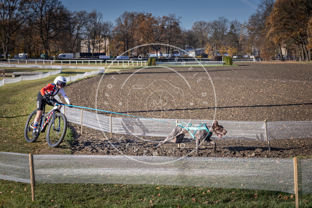CaniXpix_DV3A4069 | Hundefotografie, Tierfotograf, Pfotenfotografie, Fotoshooting Hund, Hunde Portrait, Hundesport, Hundeportraits, Heideshooting, Hunde, Sportfotograf, Hundefotograf, Turnierhundsport, THS,  - Realisiert mit Pictrs.com