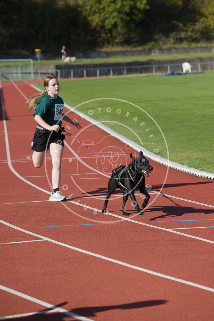0L8A8897 | Hundefotografie, Tierfotograf, Pfotenfotografie, Fotoshooting Hund, Hunde Portrait, Hundesport, Hundeportraits, Heideshooting, Hunde, Sportfotograf, Hundefotograf, Turnierhundsport, THS,  - Realisiert mit Pictrs.com