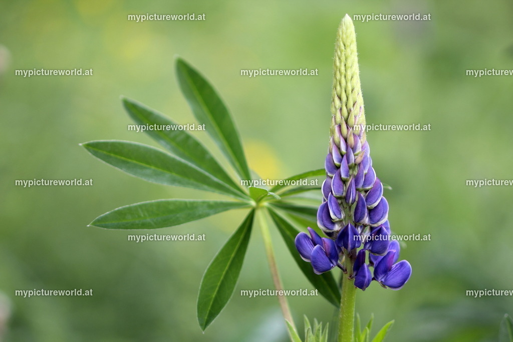 Vielblättrige Lupine-004 | Das Bilderarchiv über Tiere, Planzen und Landschaften. In der Bilddatenbank finden Sie ein große Auswahl an hochwertigen Bilder für Ihre Werbung - Realized with Pictrs.com