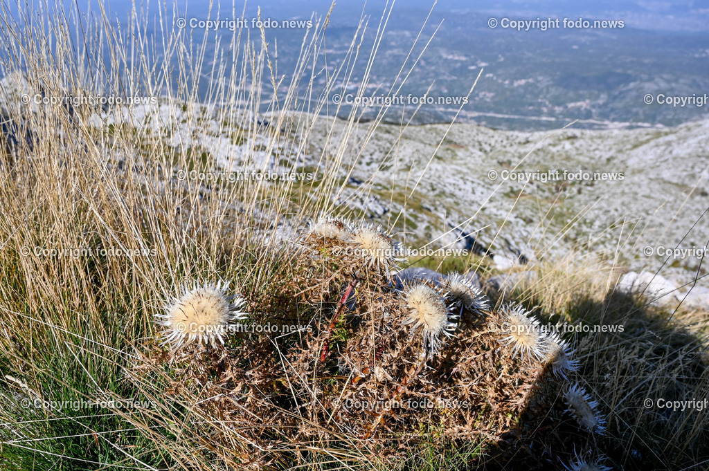 Kroatien_ Biokovo Naturpark_ 13.10.2023-26 | 13.10.2023, Kroatien, HRV, Naturpark Biokovo im Bild Naturpark Biokovo, Skywalk, Sv. Jure, St. George

Der Park erstreckt sich über eine Flaeche von 19.550 Hektar und umfasst einen circa 30 km langen und bis zu 7 km breiten, sich in nordwestlich-suedoestlicher Richtung erstreckenden Teil des Biokovo-Gebirges von Dubci bis nach Gornja Igrane. Er umfasst das Teilgebiete der Staedte Makarska und Vrgorac sowie der Gemeinden Baška Voda, Brela, Podgora, Šestanovac, Tučepi, Zadvarje und Zagvozd. Der Park liegt auf einer Hoehe von 200 bis 1762 m. i. J.; der Sveti Jure (Heiliger Georg) als hoechster Berg des Parks ist zugleich der zweithoechste Gipfel in Kroatien.
Quelle: Wikipedia