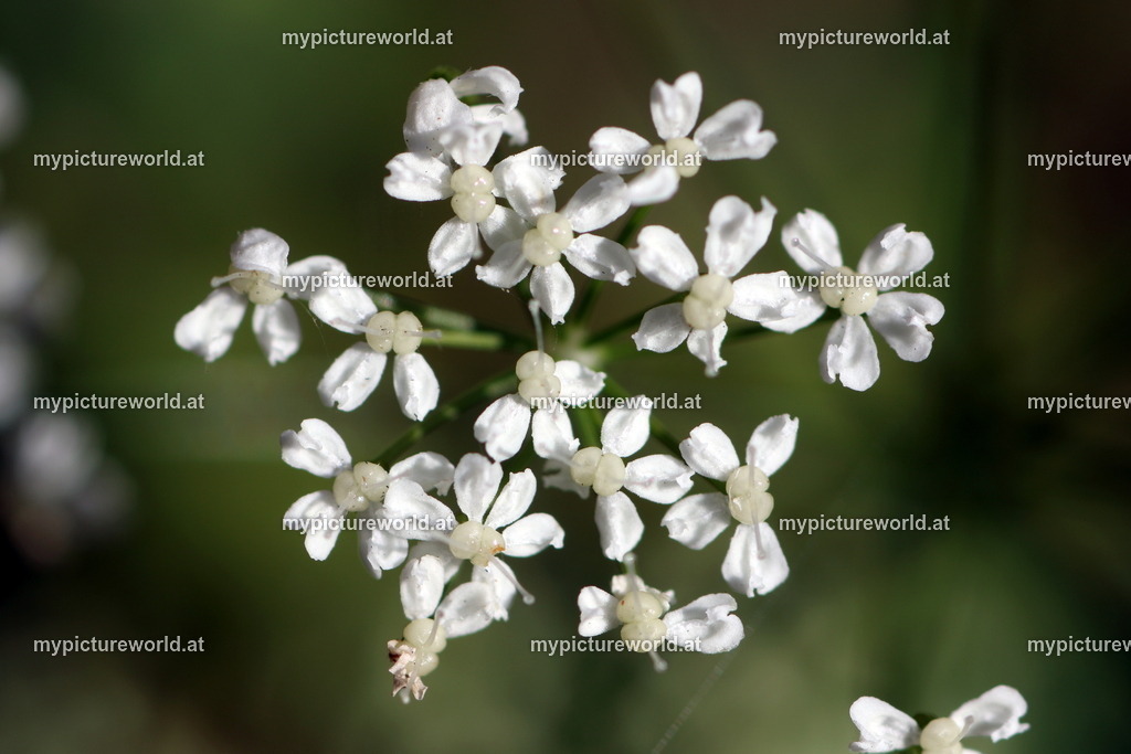 Kleine Bibernelle-009 | Das Bilderarchiv über Tiere, Planzen und Landschaften. In der Bilddatenbank finden Sie ein große Auswahl an hochwertigen Bilder für Ihre Werbung - Realisiert mit Pictrs.com