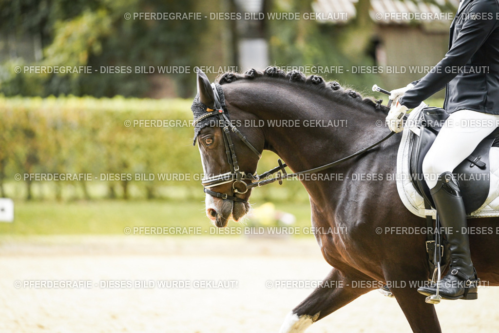 DSC00103 | Pferdegrafie