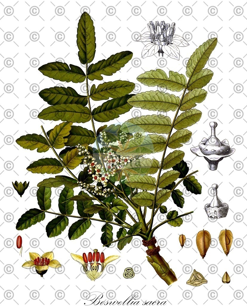HistAbb_EMP_137874_SRC_Schlechtendal_FLORAD_SIMPLE | Historische Abbildung von Boswellia sacra - Burseraceae (Arabischer Weihrauch;Olibanum;Somalischer Weihrauch) | Historical Illustration of Boswellia sacra - Burseraceae