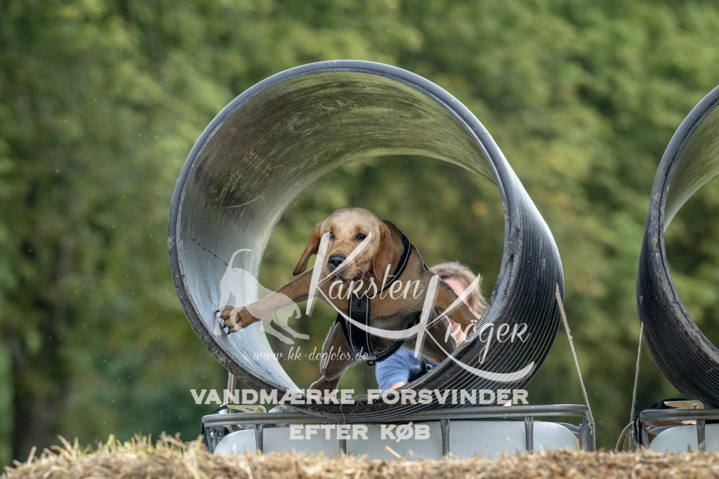 0951_ZZ91351 | kk-dogfotos